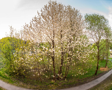 春天 花园 樱桃 颜色 特写镜头 开花 自然 花瓣 植物