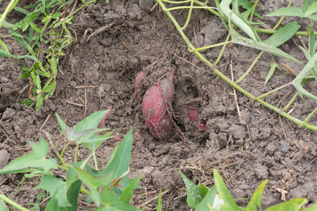 蔬菜 马铃薯 食物 粉红色 收获 收割 土壤 饮食 甜的