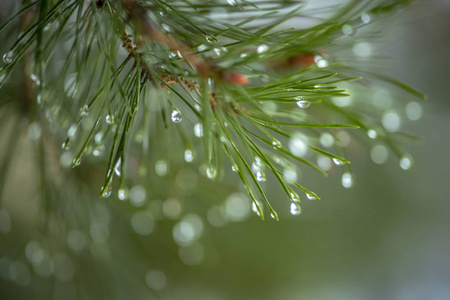 针头上有水滴.自然背景照片