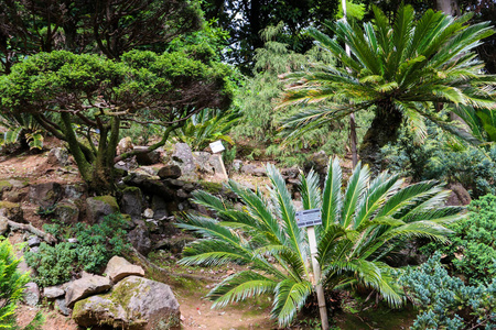 树叶 特写镜头 植物学 美丽的 春天 成长 花的 生长 苏铁科