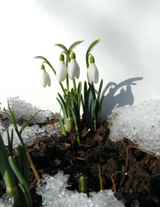 污垢 植物 花的 生长 番红花 雪滴 季节 雨滴 植物区系