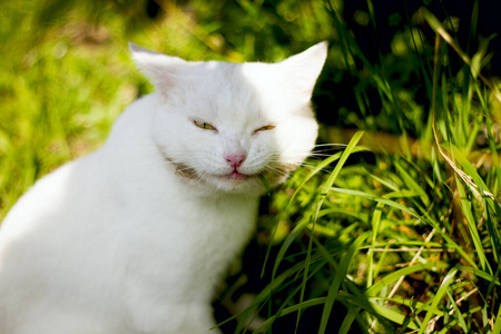 肖像 猫科动物 爪子 草坪 血统 小猫 毛茸茸的 院子 夏天