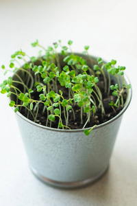 农场 作物 素食主义者 农业 植物 芝麻菜 特写镜头 微绿