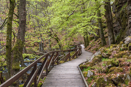 树叶 郁郁葱葱 木材 风景 树干 植物 公园 森林 流动