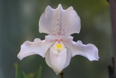 花的 春天 特写镜头 美女 植物 颜色 开花 夏天 花园