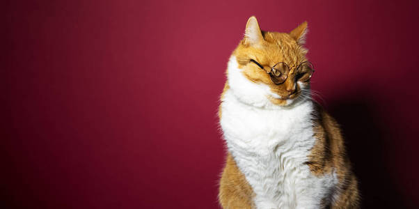 有趣的 宠物 毛皮 漂亮的 放松 斑猫 可爱极了 面对 肖像
