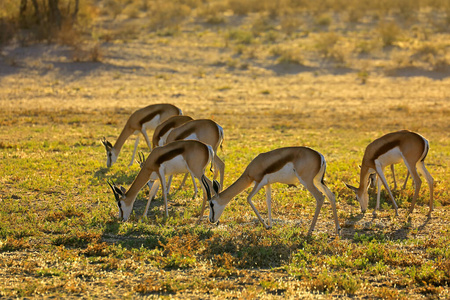 有袋动物 放牧 喂养 卡拉哈里 动物群 动物 早晨 非洲