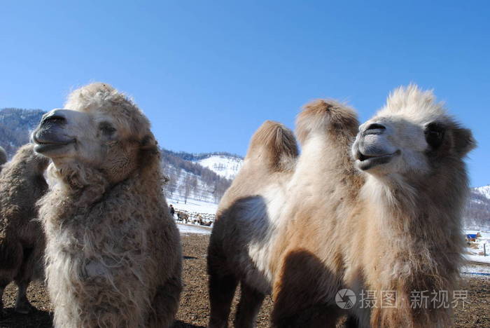 动物 骆驼 阿尔泰 马拉尔 通信 婴儿室 毛茸茸的