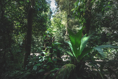 风景 自然 夏天 梦想 场景 美丽的 森林 公园 步行 植物