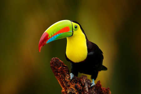 美国 颜色 美丽的 账单 厄瓜多尔 气候 丛林 里卡 亚马逊