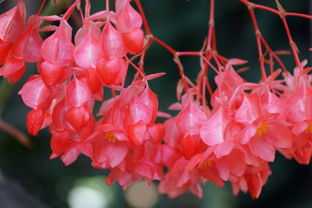 植物 花的 盛开 特写镜头 春天 美女 颜色 美丽的 粉红色