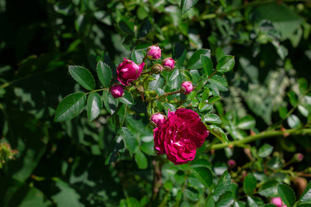 特写镜头 罗莎 花束 植物区系 灌木 美女 花园 粉红色