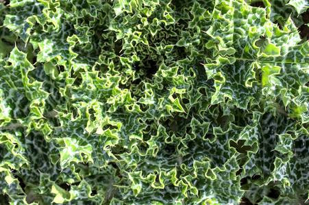 草本植物 地面 树叶 自然 花园 健康 食物 农业 肝脏