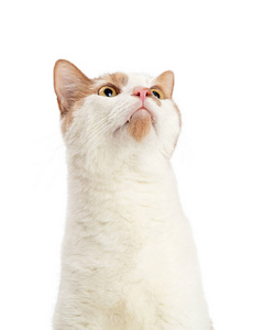 猫科动物 动物 宠物 面对 肖像 浅黄色 特写镜头
