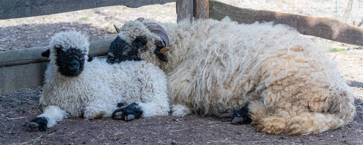 羔羊 哺乳动物 母亲 繁殖 照顾 舌头 自然 兽群 宝贝