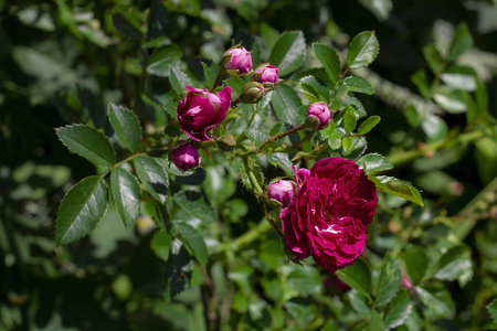 罗莎 特写镜头 粉红色 开花 灌木 玫瑰 植物 颜色 季节