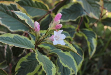 花园 自然 树叶 开花 春天 特写镜头 植物区系 盛开 粉红色