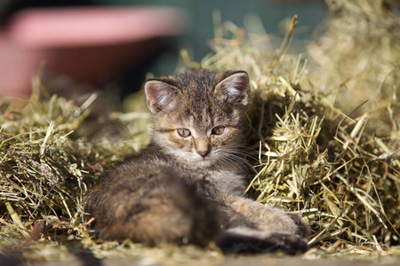 甜的 小猫 宝贝 斑猫 说谎 自然 可爱的 肖像 面对 动物