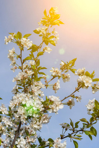 春天 颜色 开花 自然 花的 盛开 天空 太阳 樱桃 分支