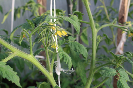 水果 素食主义者 幼苗 夏天 自然 成长 番茄 西红柿 温室