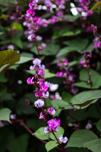 紫色 夏天 植物学 特写镜头 开花 盛开 季节 花园 树叶