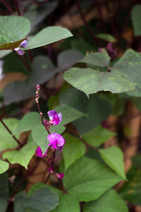 紫色 特写镜头 夏天 紫罗兰 花的 植物 园林绿化 植物学