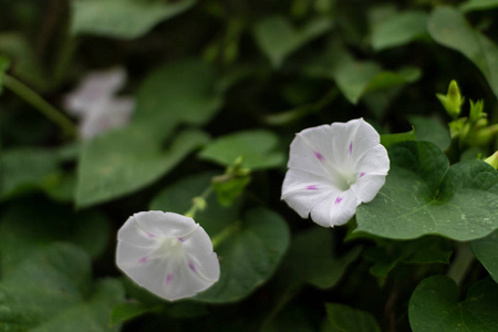 环境 植物学 美女 开花 粉红色 植物 夏天 植物区系 春天