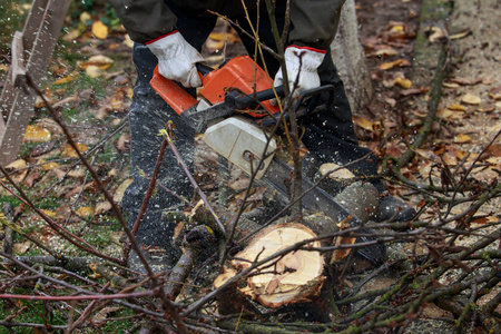 手套 木柴 危险 砍伐 行业 工人 锯末 分支 木材 樱桃