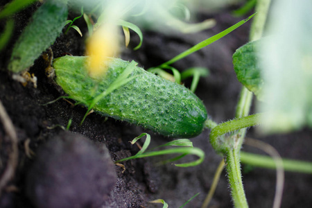 花的 蔬菜 分支 黄瓜 维生素 植物 农事 季节 地面 温室