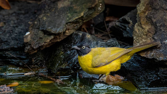 鸟类学 羽毛 泰国 漂亮的 环境 美丽的 自然 池塘 翅膀