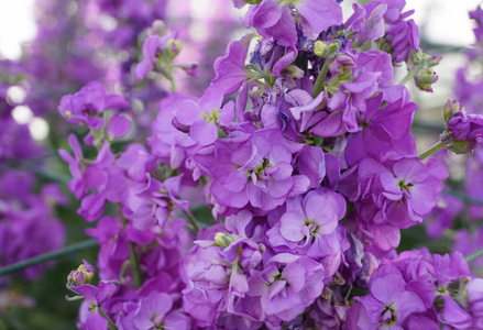花园 夏天 开花 美丽的 植物区系 紫罗兰 春天 紫色 美女