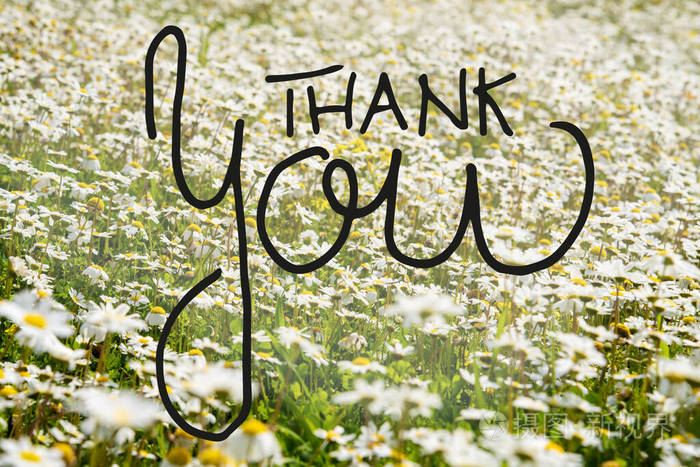 阳光灿烂的白色雏菊花草地书法谢谢