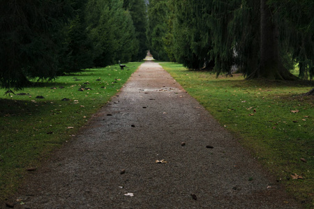 自然 树叶 树干 季节 旅行 对比 人行道 地面 追踪 徒步旅行