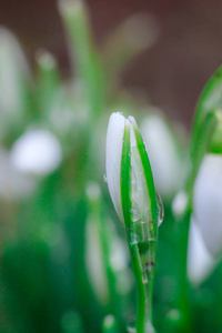 森林 草地 植物学 特写镜头 花园 第一 自然 雪滴 雨滴