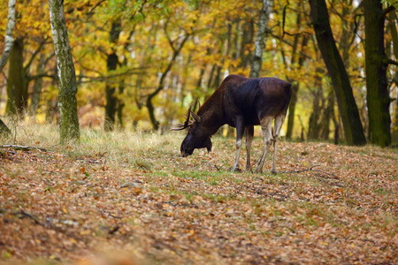 哺乳动物 落下 名称 公牛 秋天 麋鹿 加拿大 木材 森林