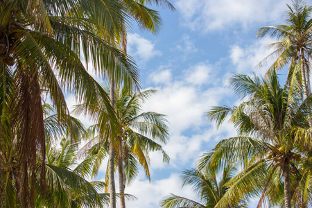 美丽的 植物 天堂 天空 风景 自然 太阳 椰子 蓝天 假日
