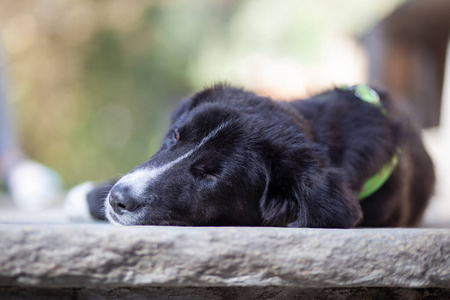 休息 公园 动物 哺乳动物 宠物 说谎 犬科动物 可爱极了