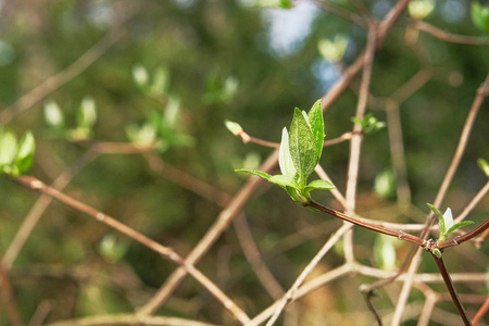 阳光 花园 生活 季节 天空 生长 园艺 早晨 环境 分支