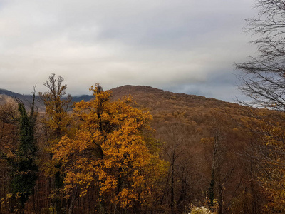 公园 落下 萨格勒布 天空 树叶 自然 木材 季节 秋天