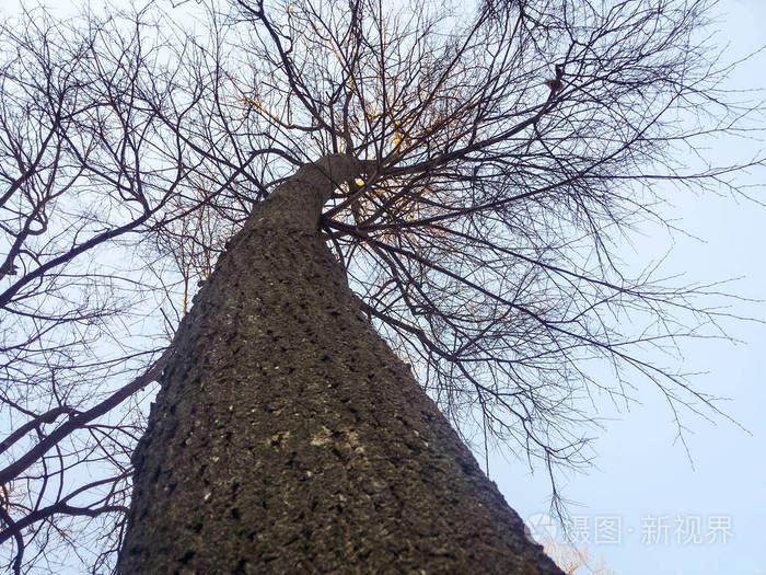 一棵大树的树干和树枝顶着蓝天