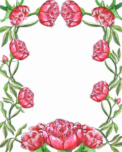 牡丹 绘画 生日 婚礼 美丽的 邀请 夏天 招呼 花的 插图