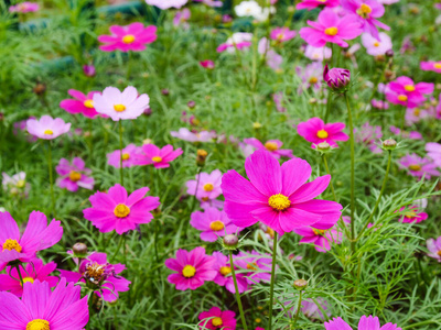 季节 乡村 电影 秋天 阳光 紫色 粉红色 花粉 夏天 开花