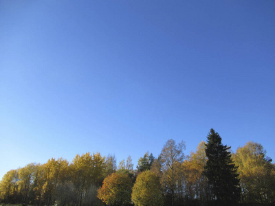 颜色 森林 树叶 草地 秋天 木材 季节 风景 公园 自然