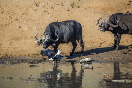 克鲁格 水牛 斯威士兰 牛科 动物 林波波 保护 荒野 姆普马兰加