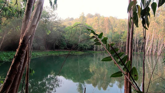 风景 自然 秋天 花园 春天 植物 树叶 美丽的 季节 公园