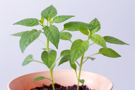 生长 幼苗 发芽 自然 生活 树叶 农业 草本植物 植物