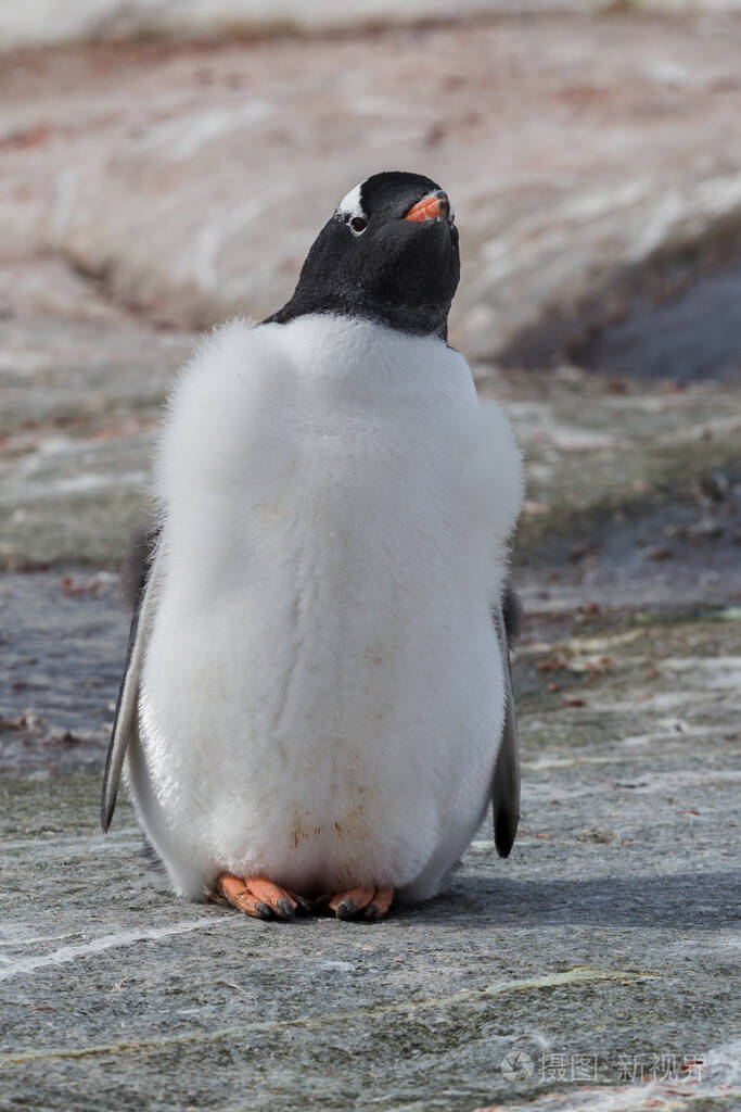 石滩上的一只亚北极企鹅南极半岛南极洲
