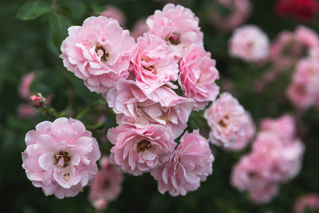 花园 花的 玫瑰 浪漫 美丽的 盛开 花瓣 灌木 开花 植物区系