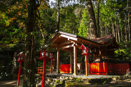 文化 庭院 森林 古董 佛教 秋天 京都 风景 历史 美丽的