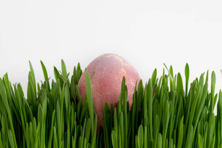 草本植物 季节 庆祝 自由的 春天 颜色 鸡蛋 阳光 复活节